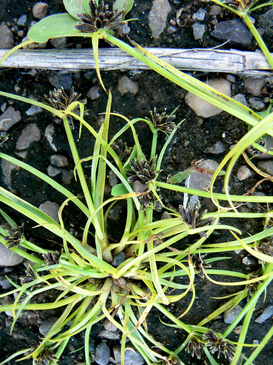 Image of Cyperus fuscus specimen.