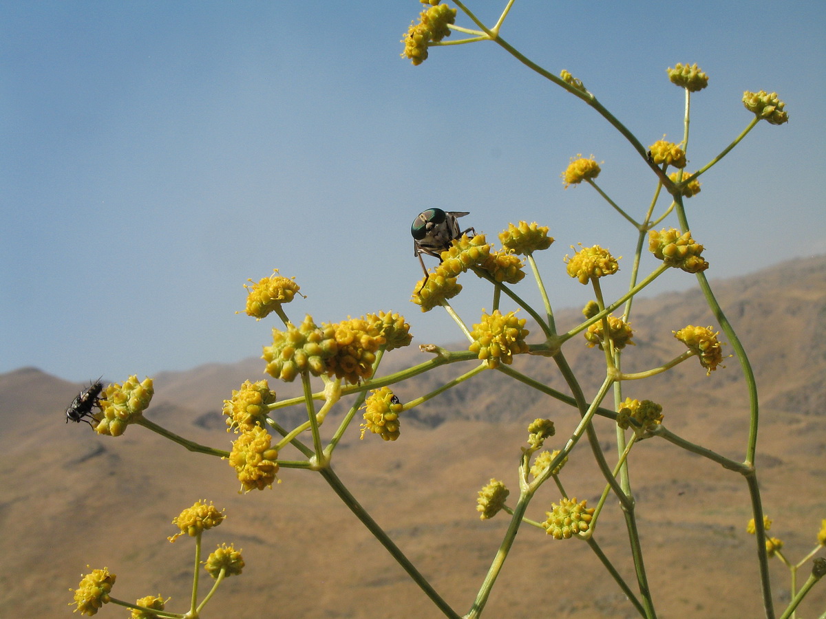 Image of Seseli sessiliflorum specimen.