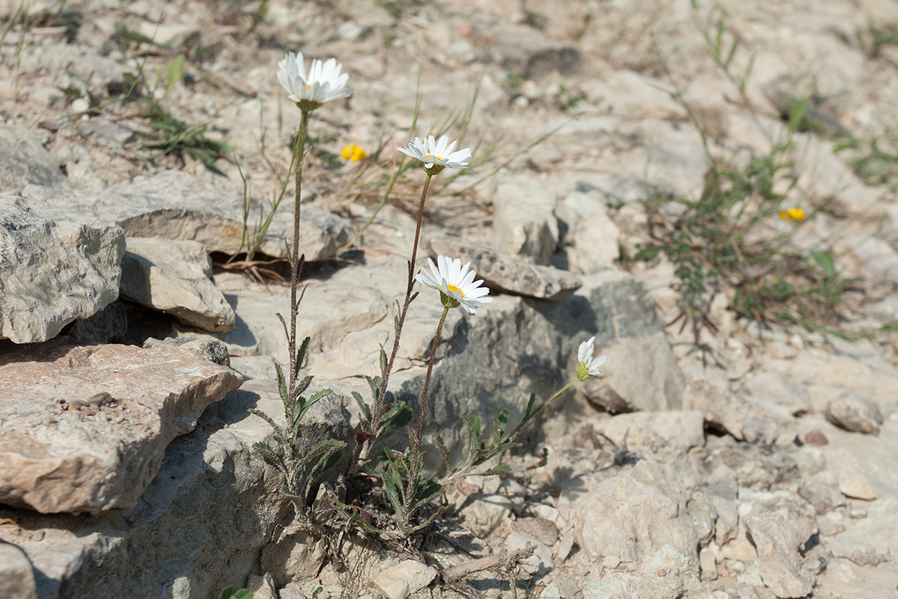 Изображение особи Leucanthemum ircutianum.