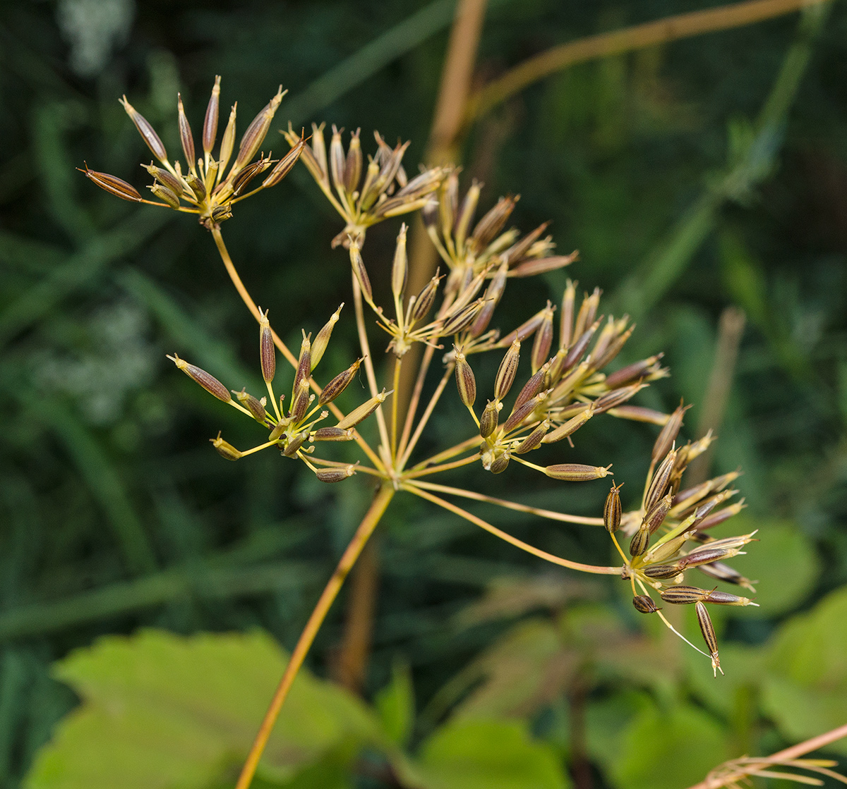 Изображение особи род Chaerophyllum.