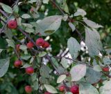 Malus niedzwetzkyana