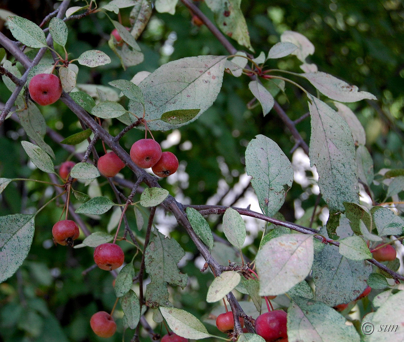 Изображение особи Malus niedzwetzkyana.