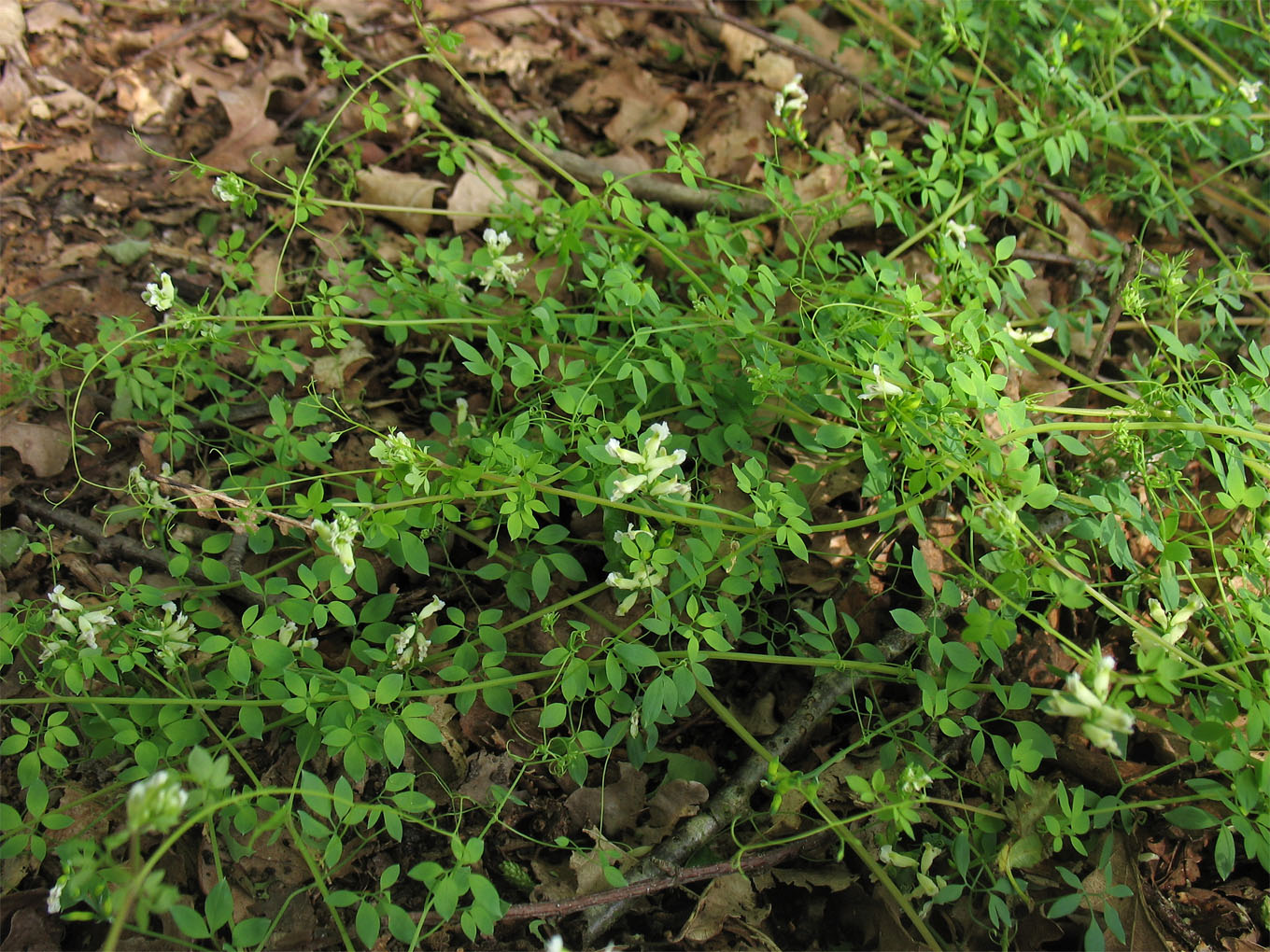 Изображение особи Ceratocapnos claviculata.