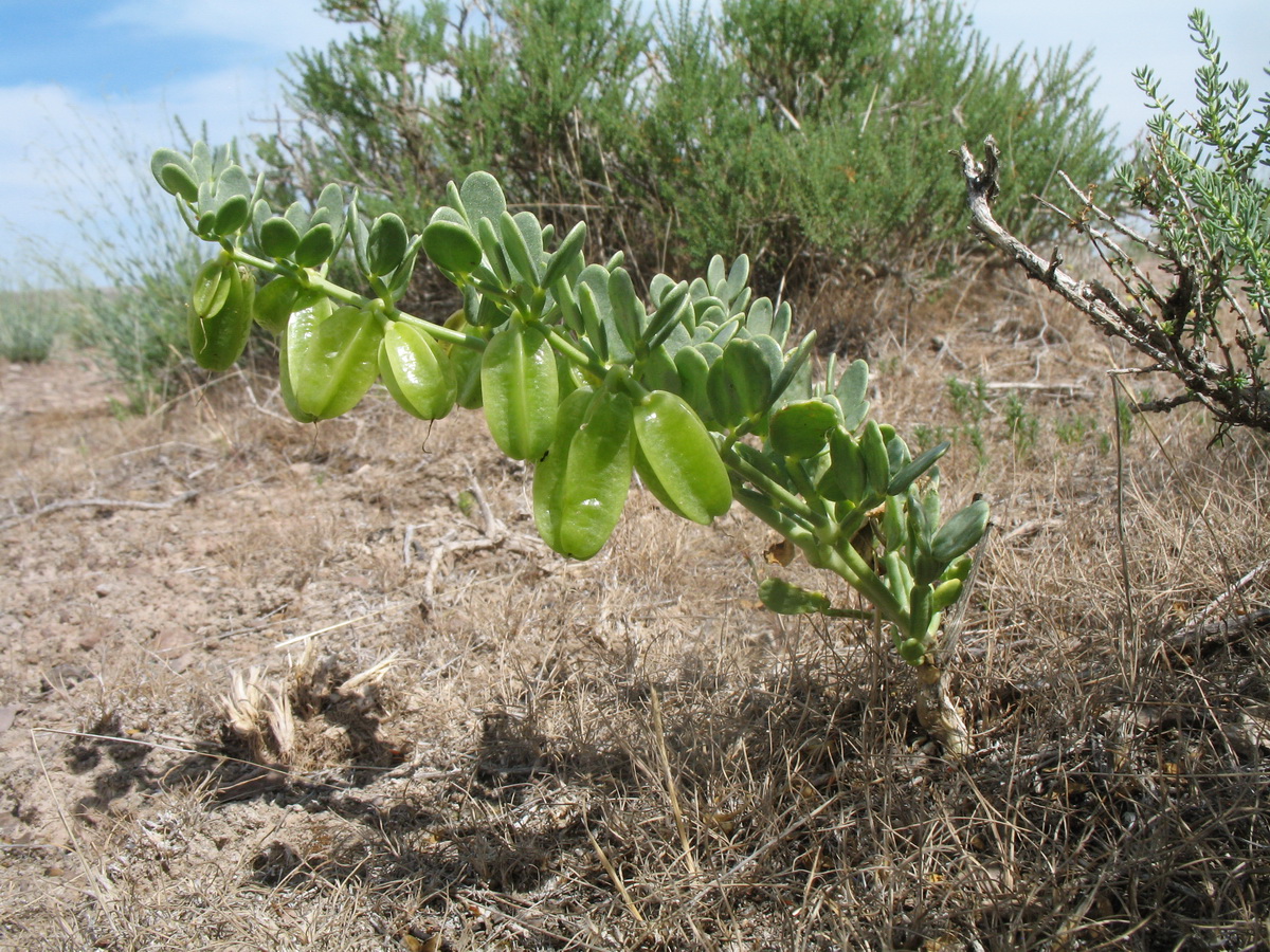 Изображение особи Zygophyllum iliense.