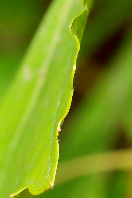 Image of Ampelopsis japonica specimen.