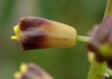 genus Leopoldia