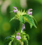 Galeopsis bifida. Верхушка цветущего побега. Восточный Казахстан, г. Усть-Каменогорск, правый берег р. Иртыш, влажный луг. 24.07.2018.