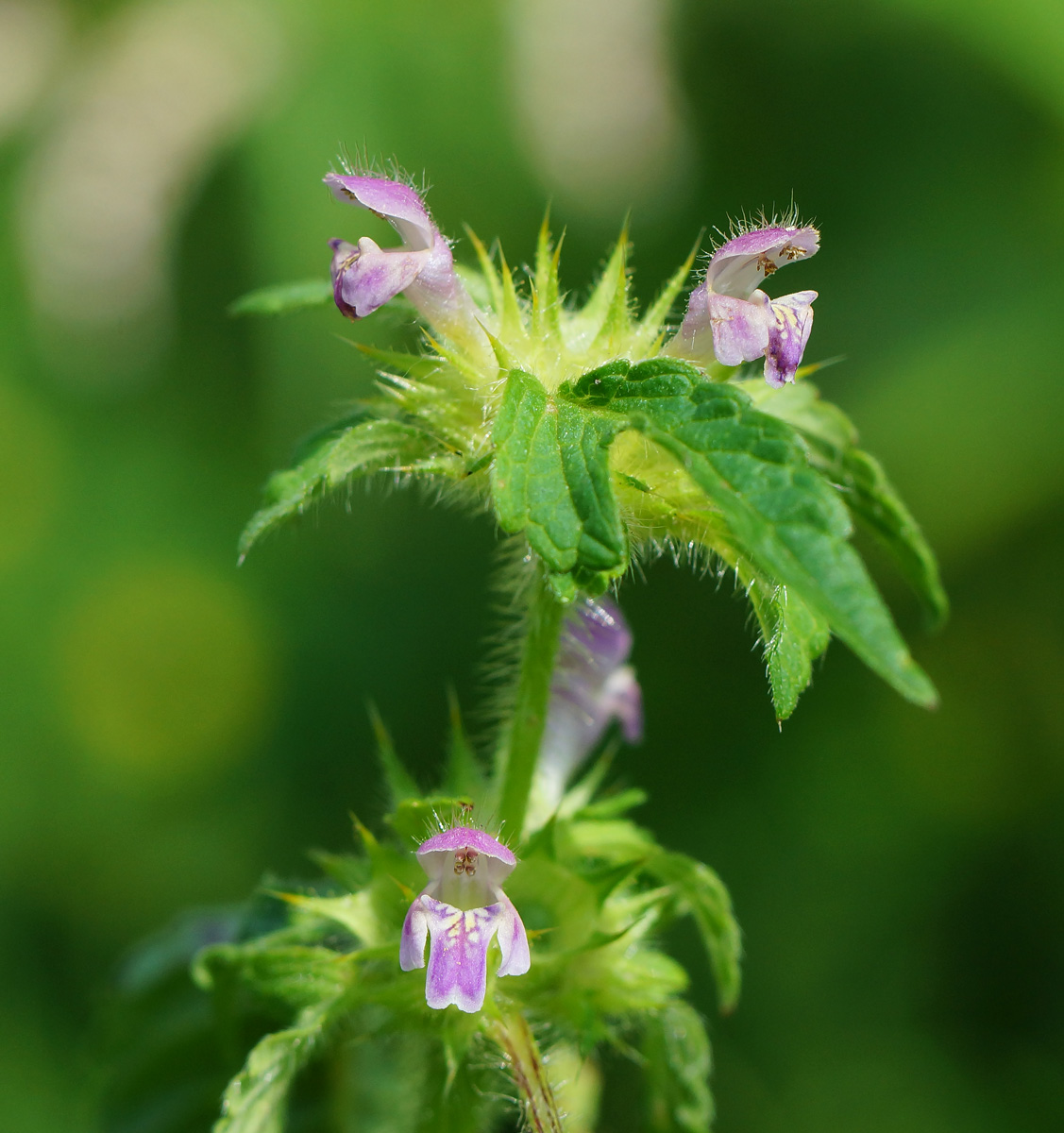 Изображение особи Galeopsis bifida.