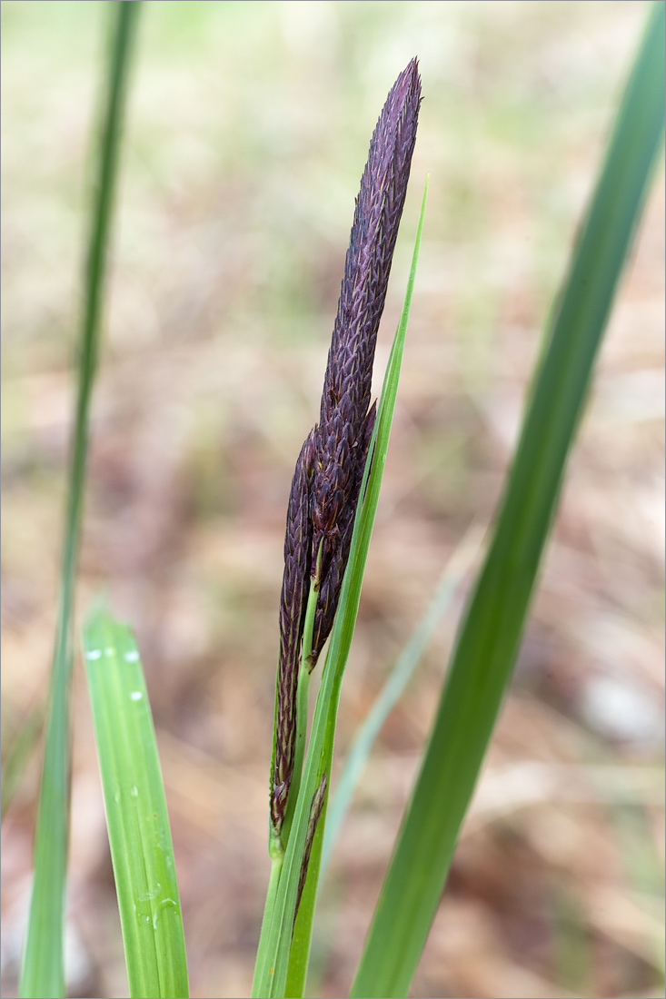 Изображение особи Carex acuta.