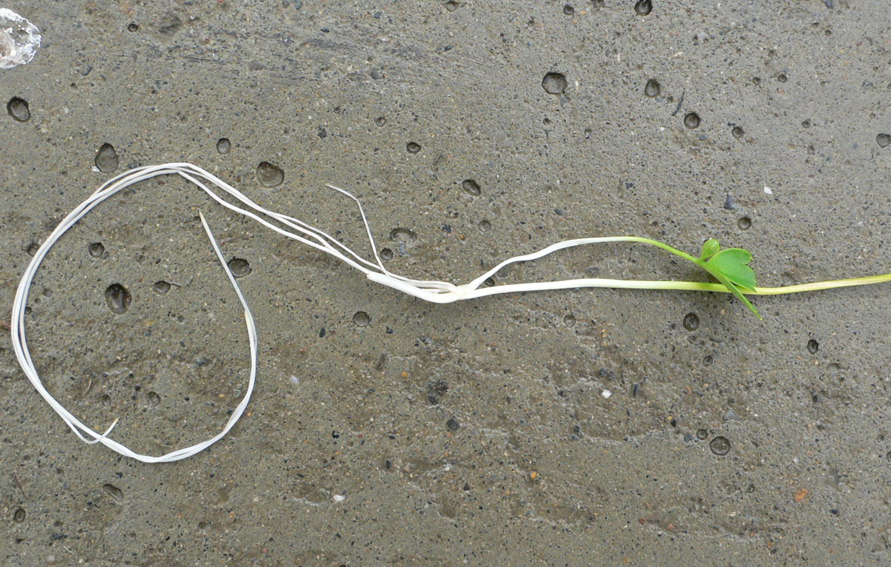 Image of Ranunculus lapponicus specimen.