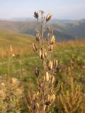 Delphinium speciosum