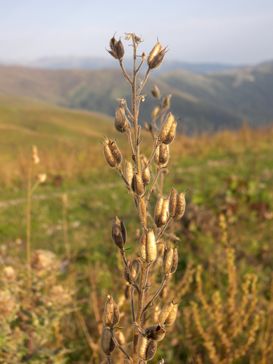 Изображение особи Delphinium speciosum.