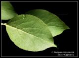 Pyrus pyraster