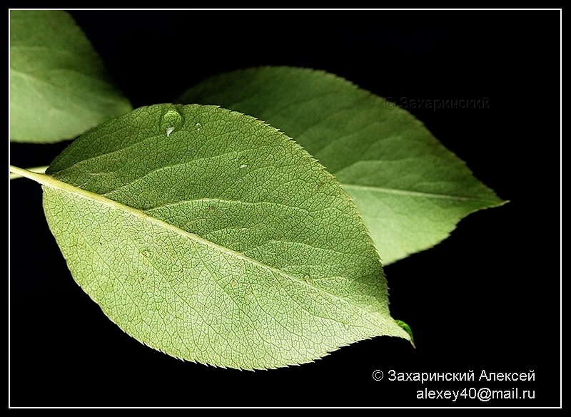 Image of Pyrus pyraster specimen.