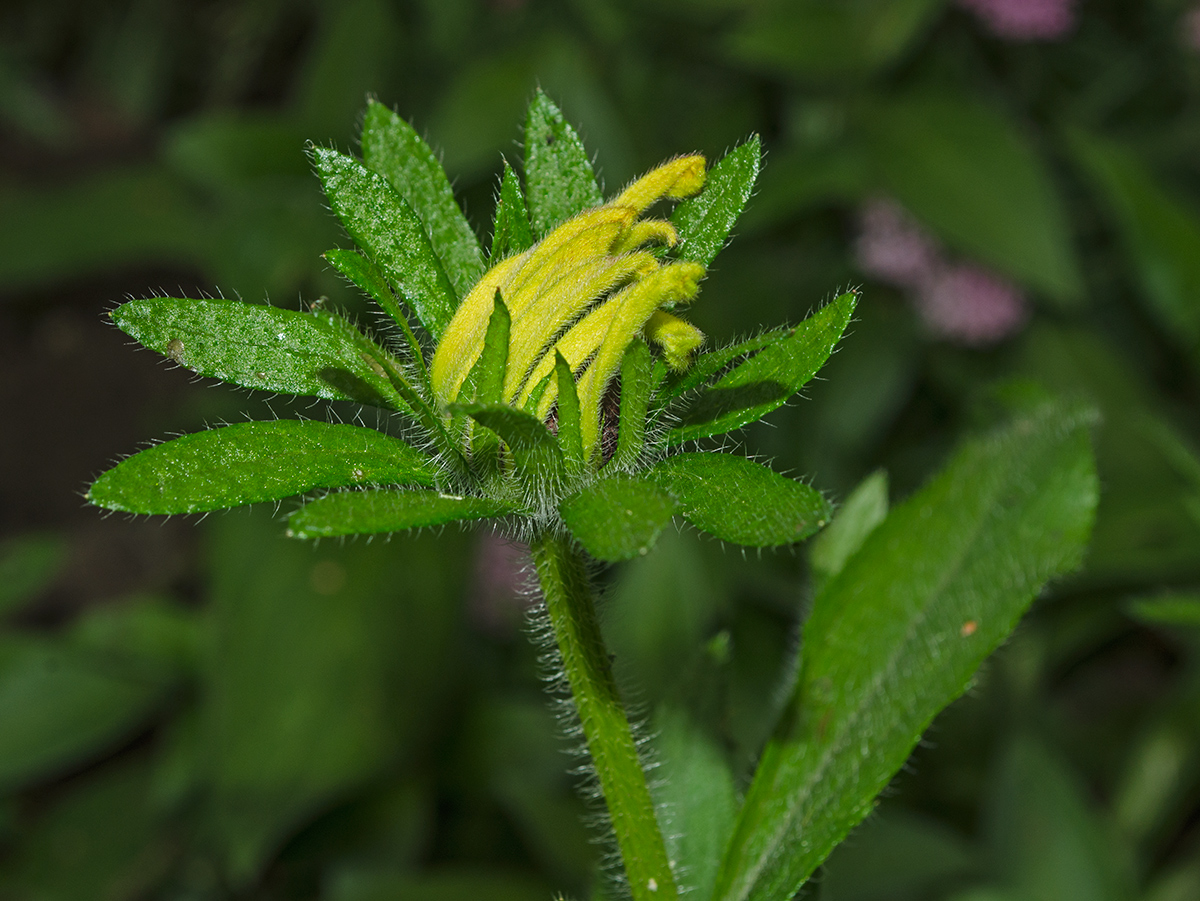 Изображение особи Rudbeckia hirta.