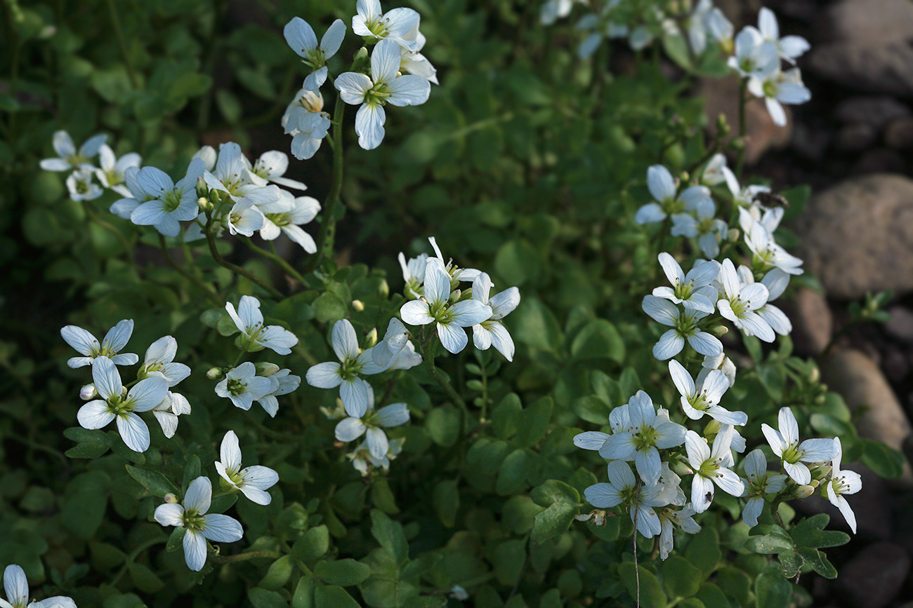 Изображение особи Cardamine prorepens.