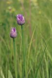 Allium schoenoprasum
