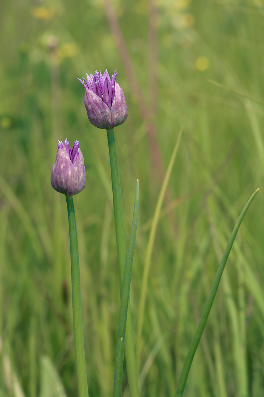 Изображение особи Allium schoenoprasum.