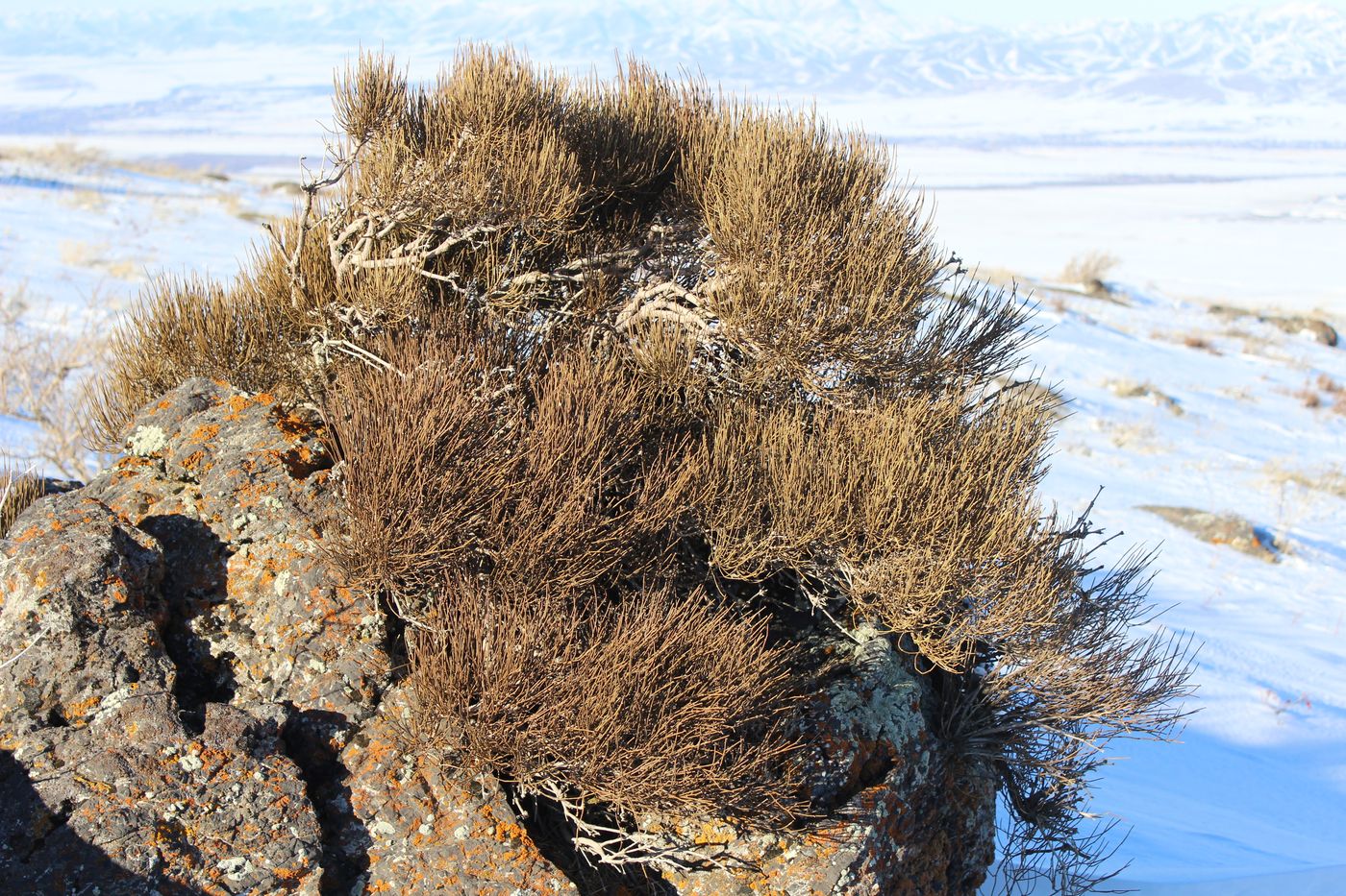 Image of Ephedra equisetina specimen.