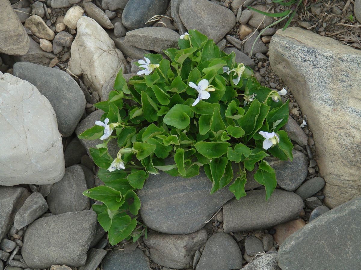 Image of Viola rupestris specimen.