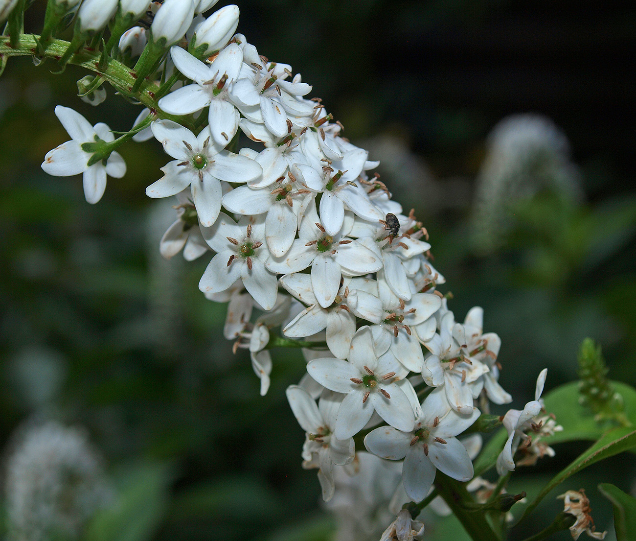 Image of Lysimachia clethroides specimen.