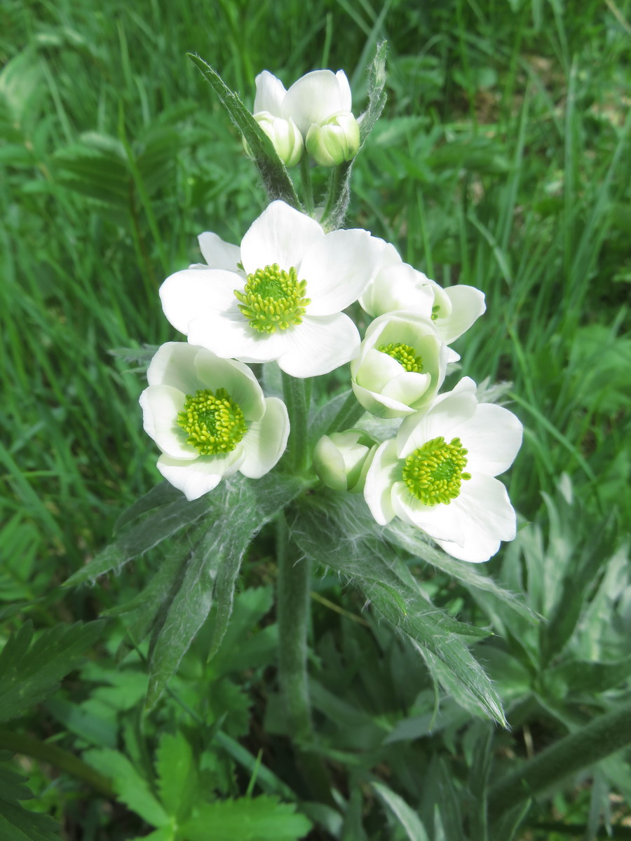 Изображение особи Anemonastrum crinitum.