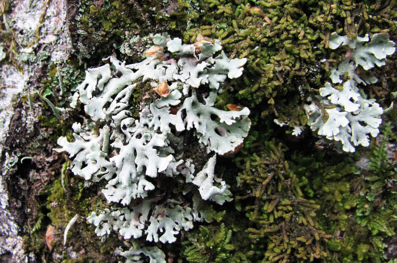 Image of Hypogymnia physodes specimen.