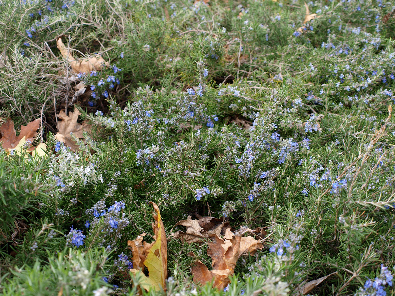 Image of Rosmarinus officinalis specimen.