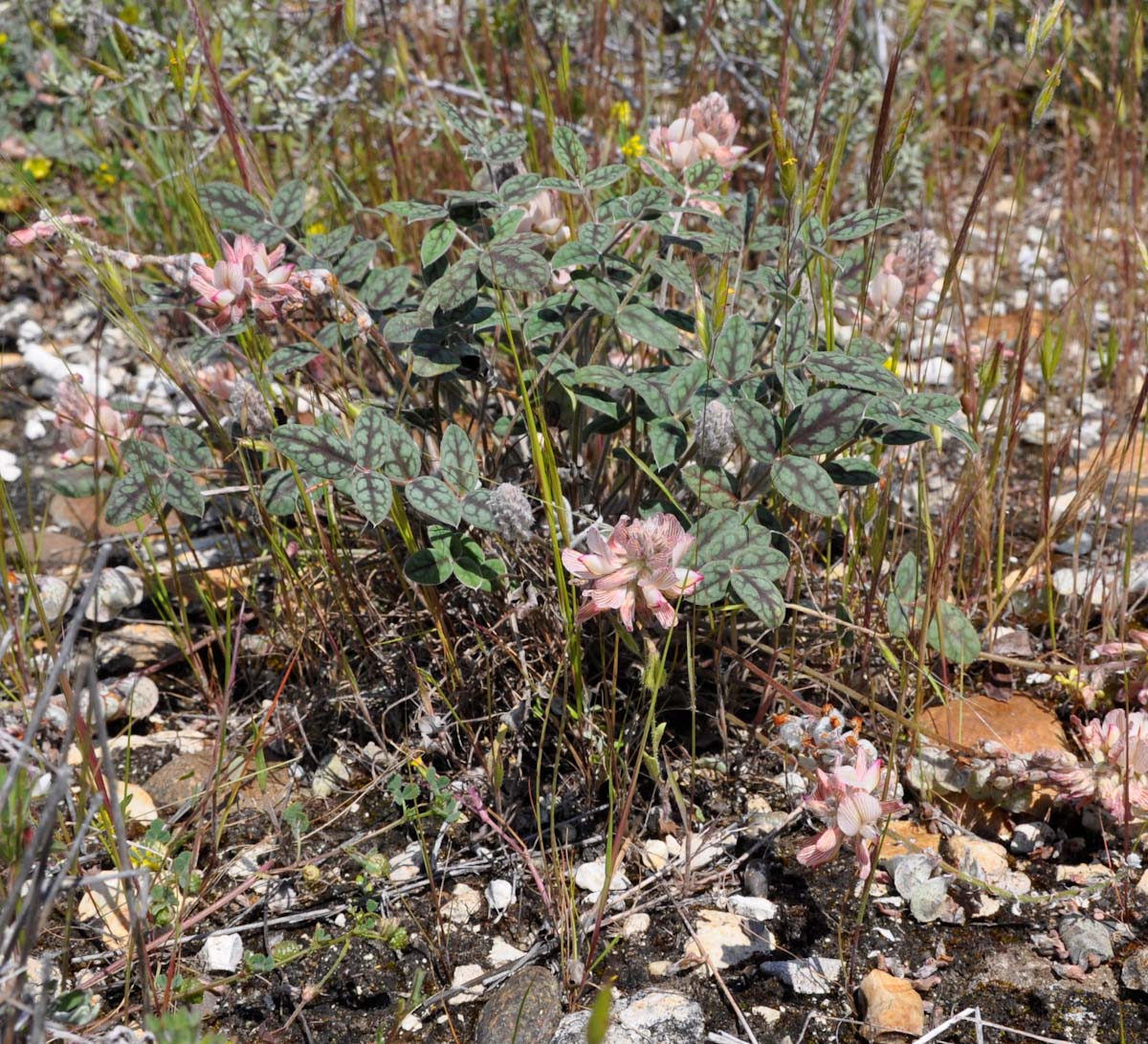 Image of Onobrychis venosa specimen.