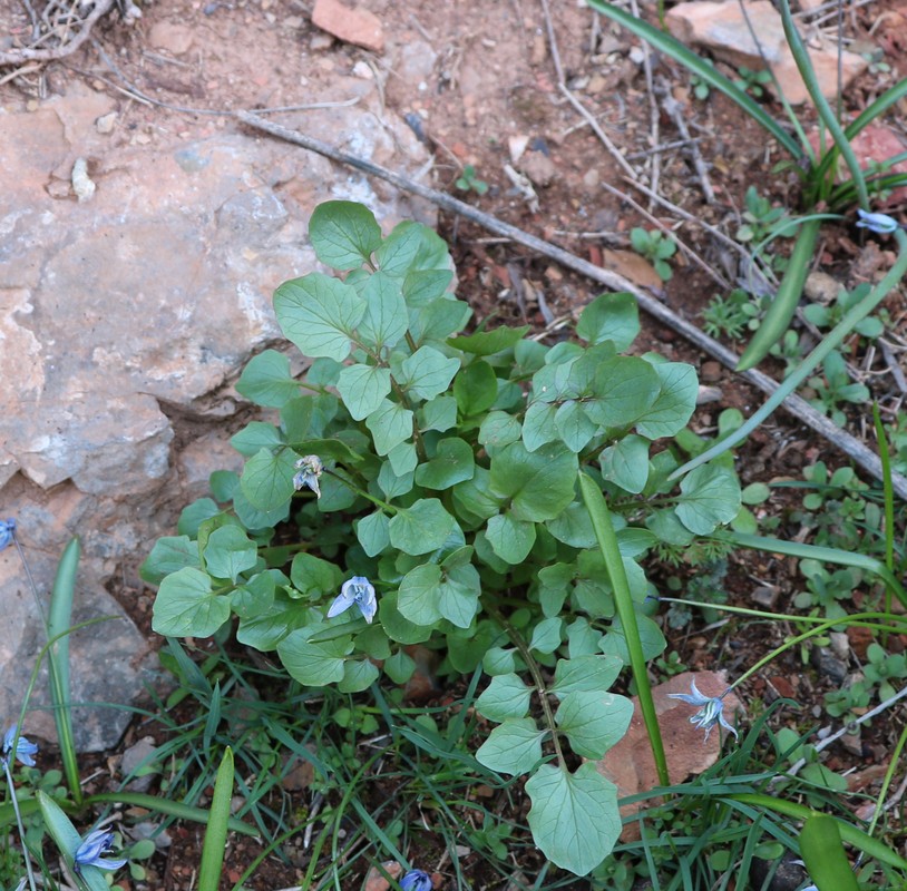 Изображение особи род Cardamine.