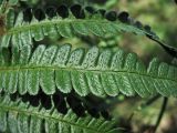 Dryopteris affinis