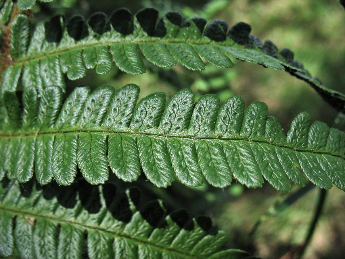 Изображение особи Dryopteris affinis.