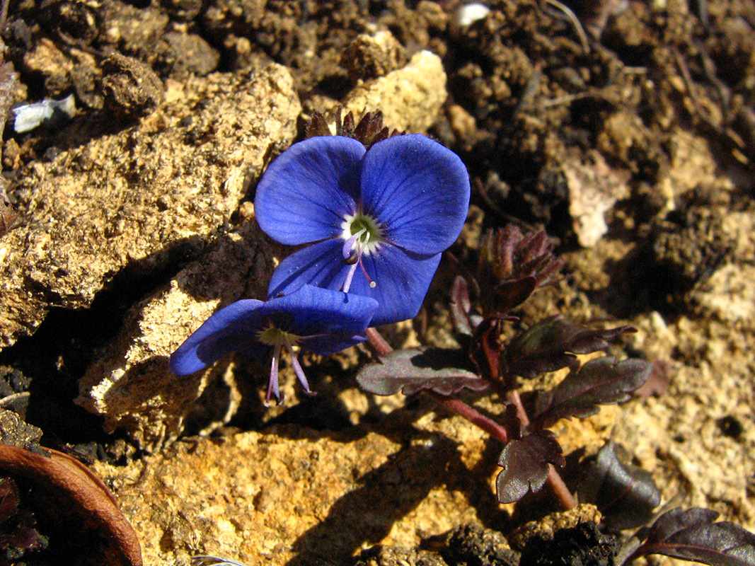 Image of Veronica umbrosa specimen.