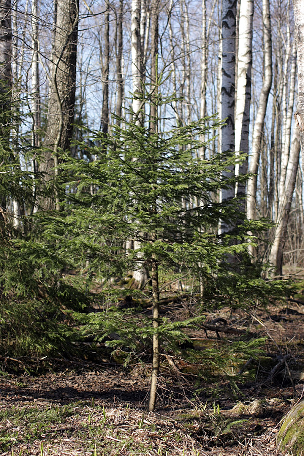 Изображение особи Picea abies.