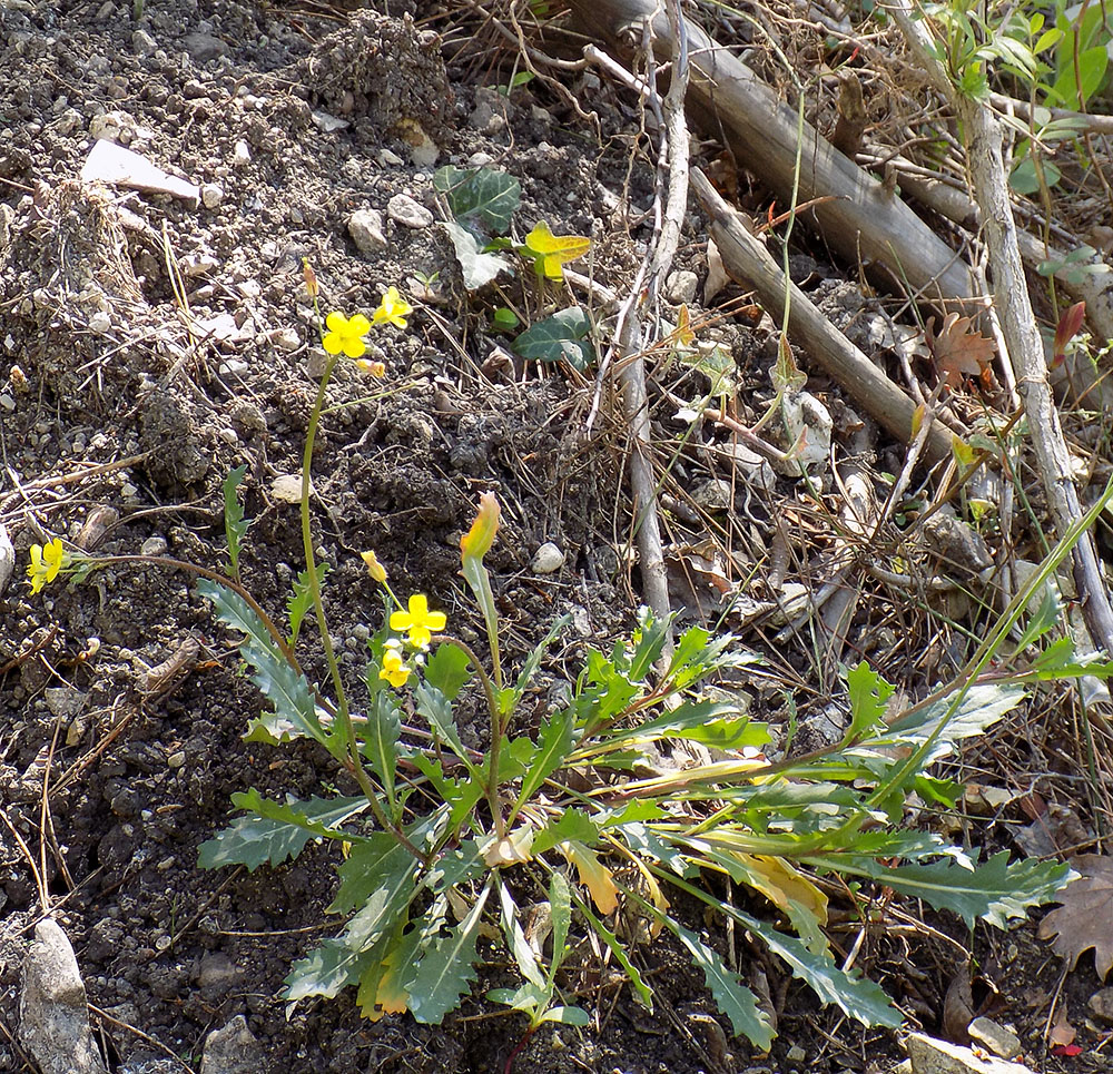 Изображение особи Diplotaxis muralis.