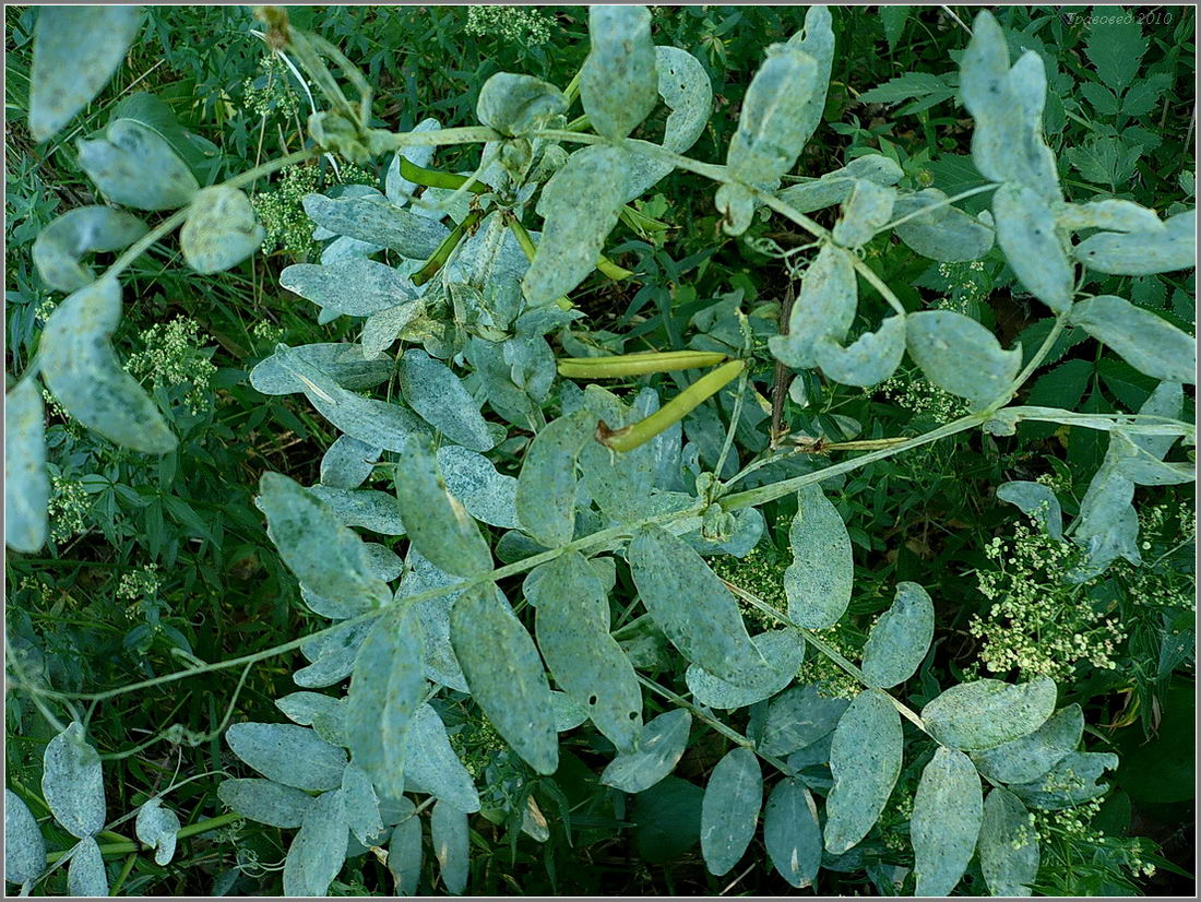 Image of Lathyrus pisiformis specimen.