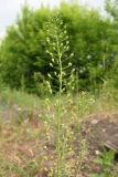 Camelina microcarpa