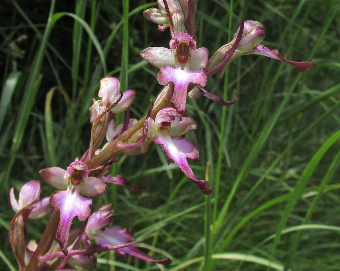 Изображение особи Himantoglossum formosum.