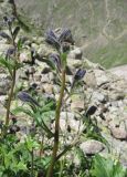 Delphinium caucasicum