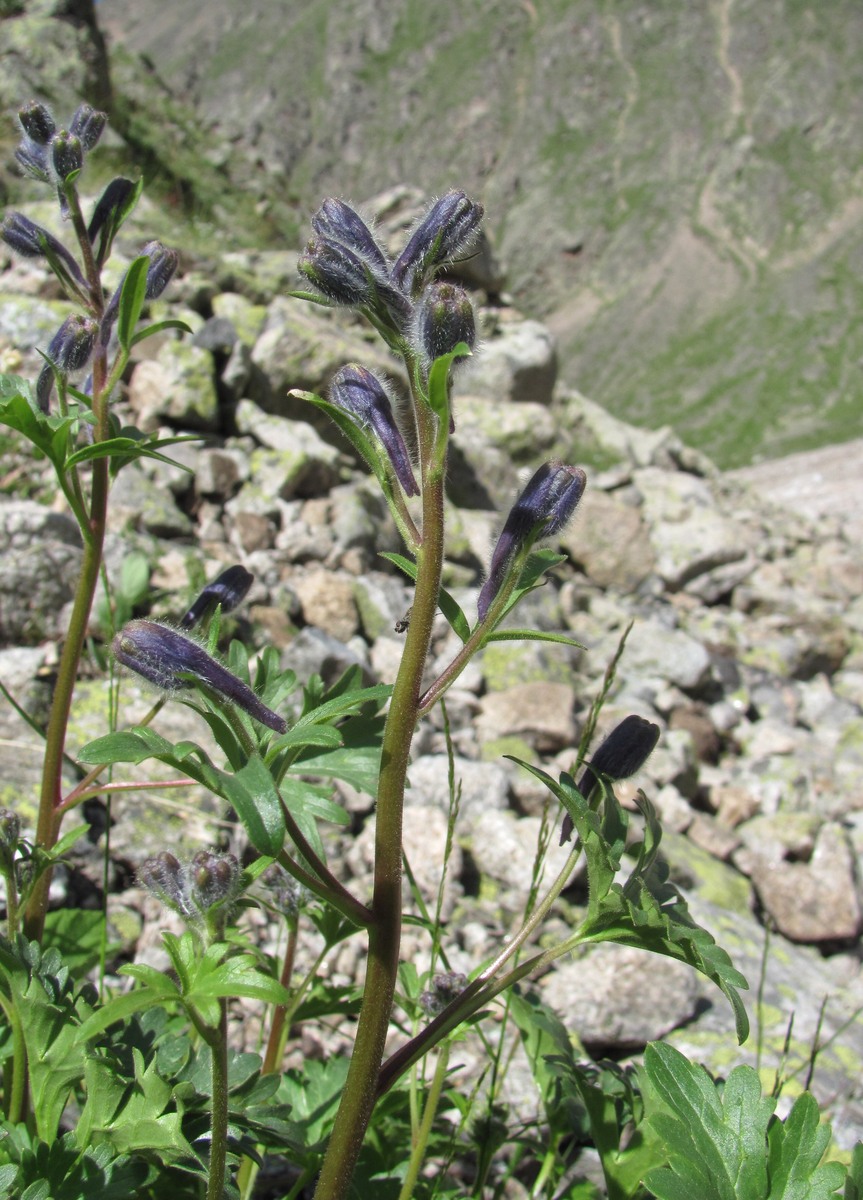 Image of Delphinium caucasicum specimen.