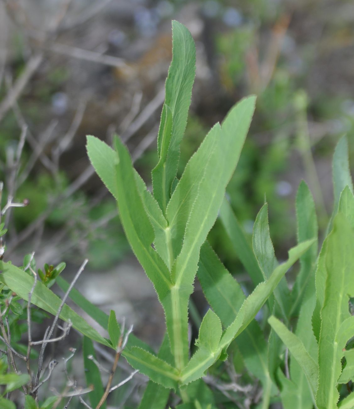 Изображение особи Falcaria vulgaris.