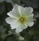 Alcea setosa