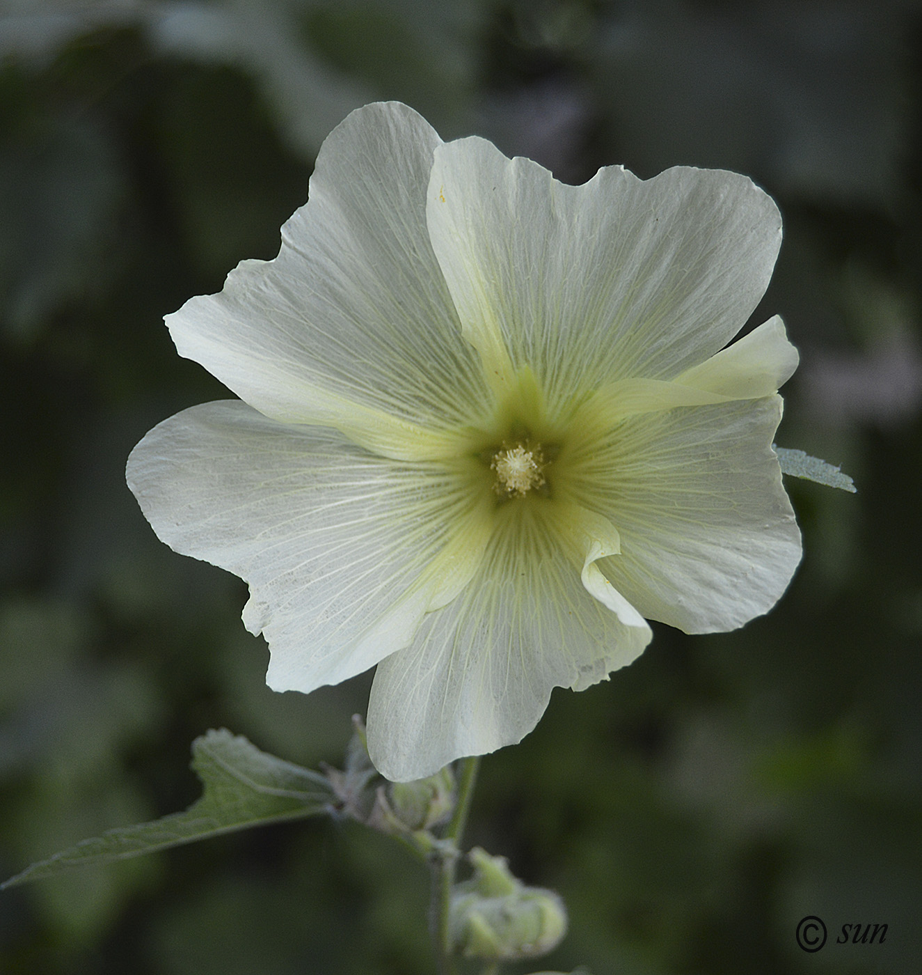 Изображение особи Alcea setosa.