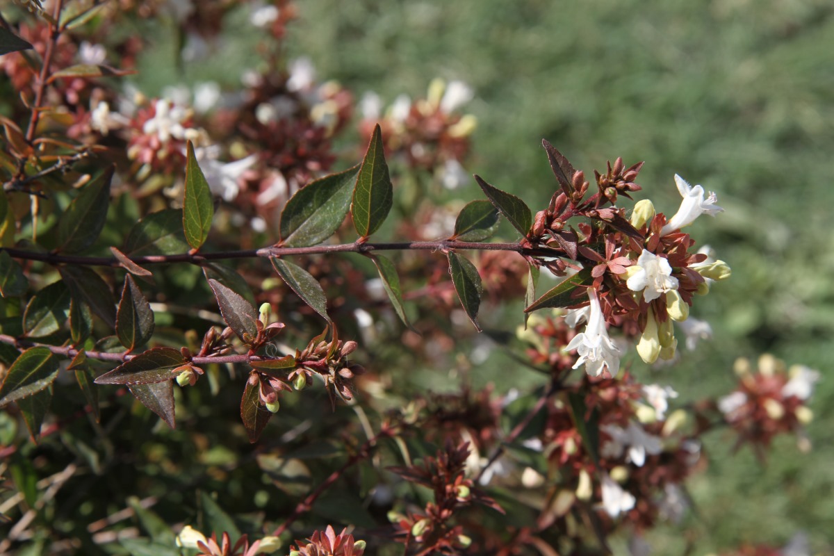 Изображение особи Abelia &times; grandiflora.