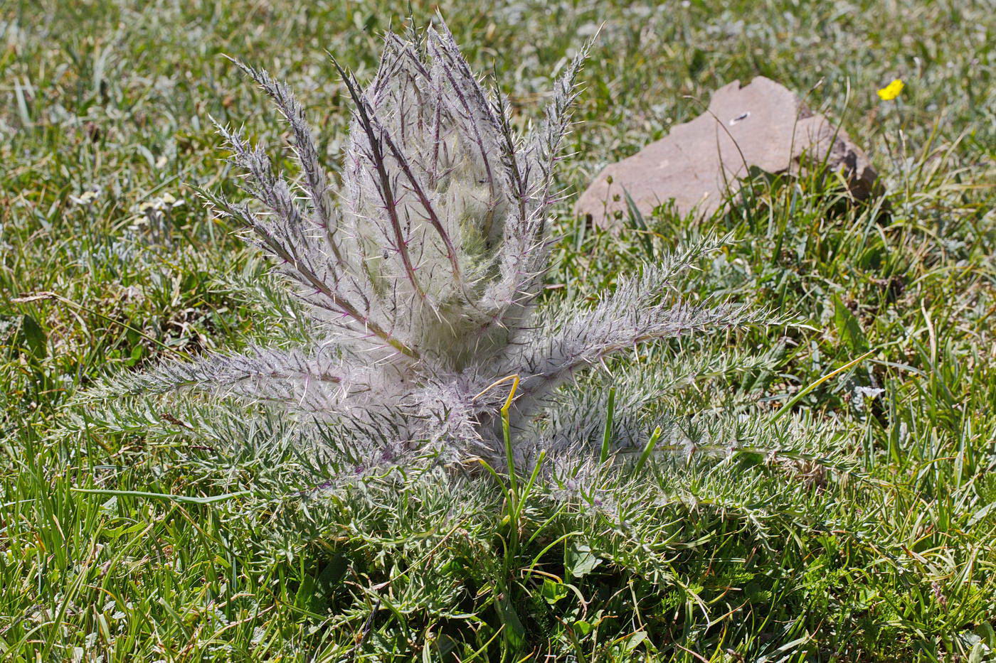 Image of Schmalhausenia nidulans specimen.