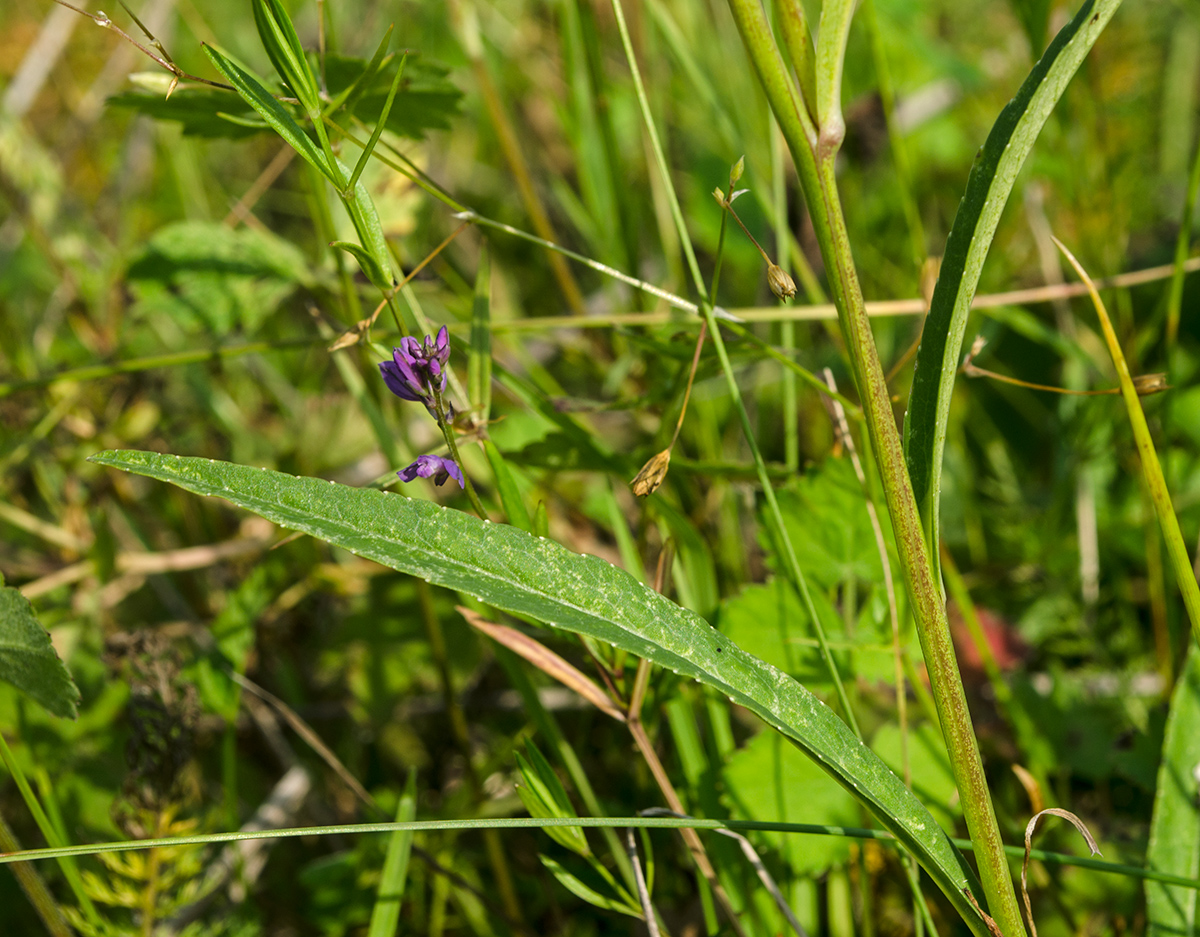 Image of Campanula persicifolia specimen.