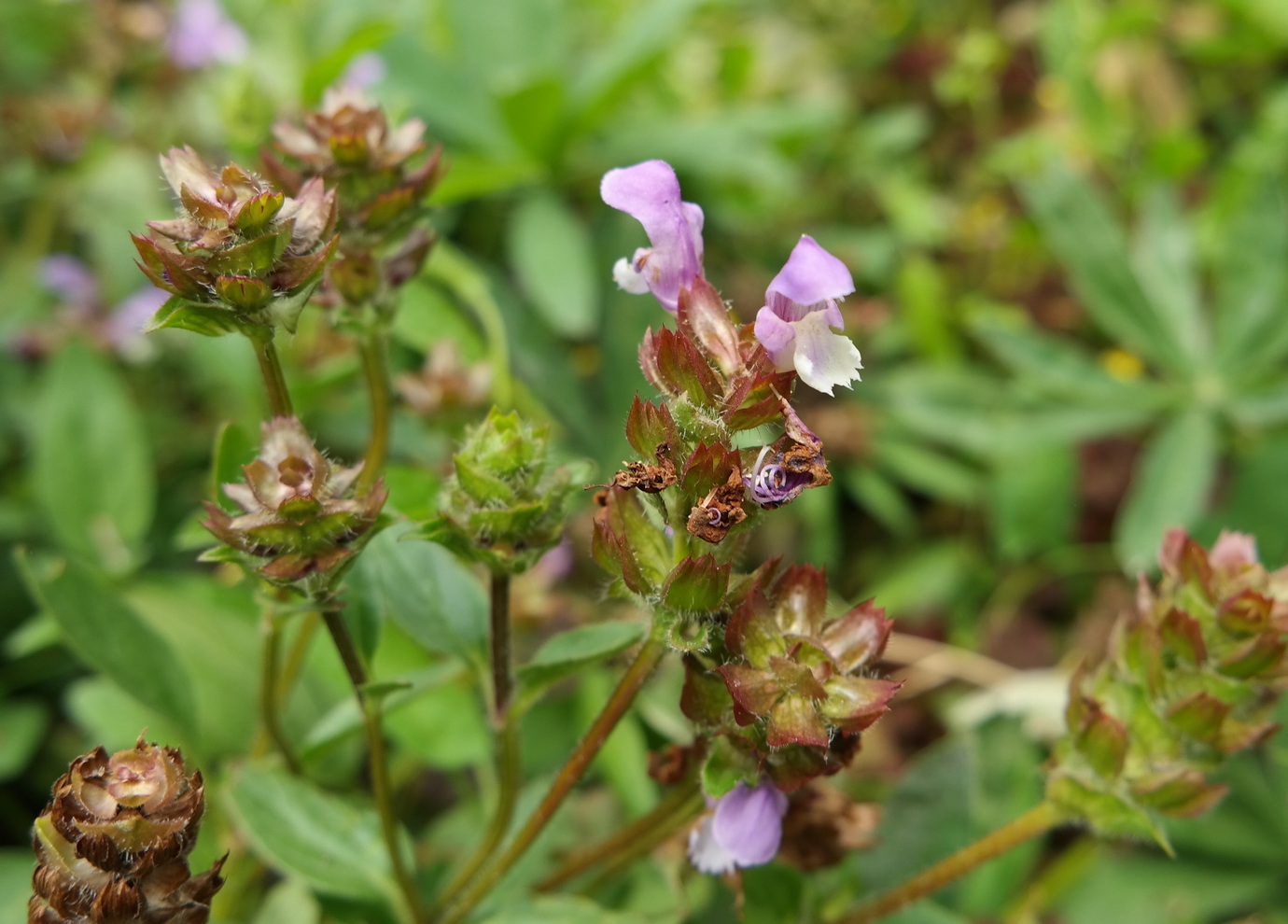 Изображение особи Prunella grandiflora.