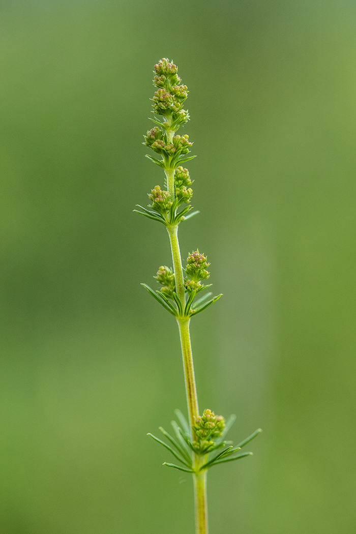 Изображение особи Galium verum.