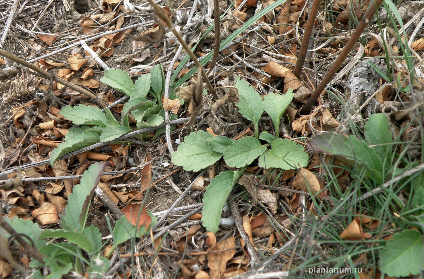 Image of Veronica barrelieri specimen.