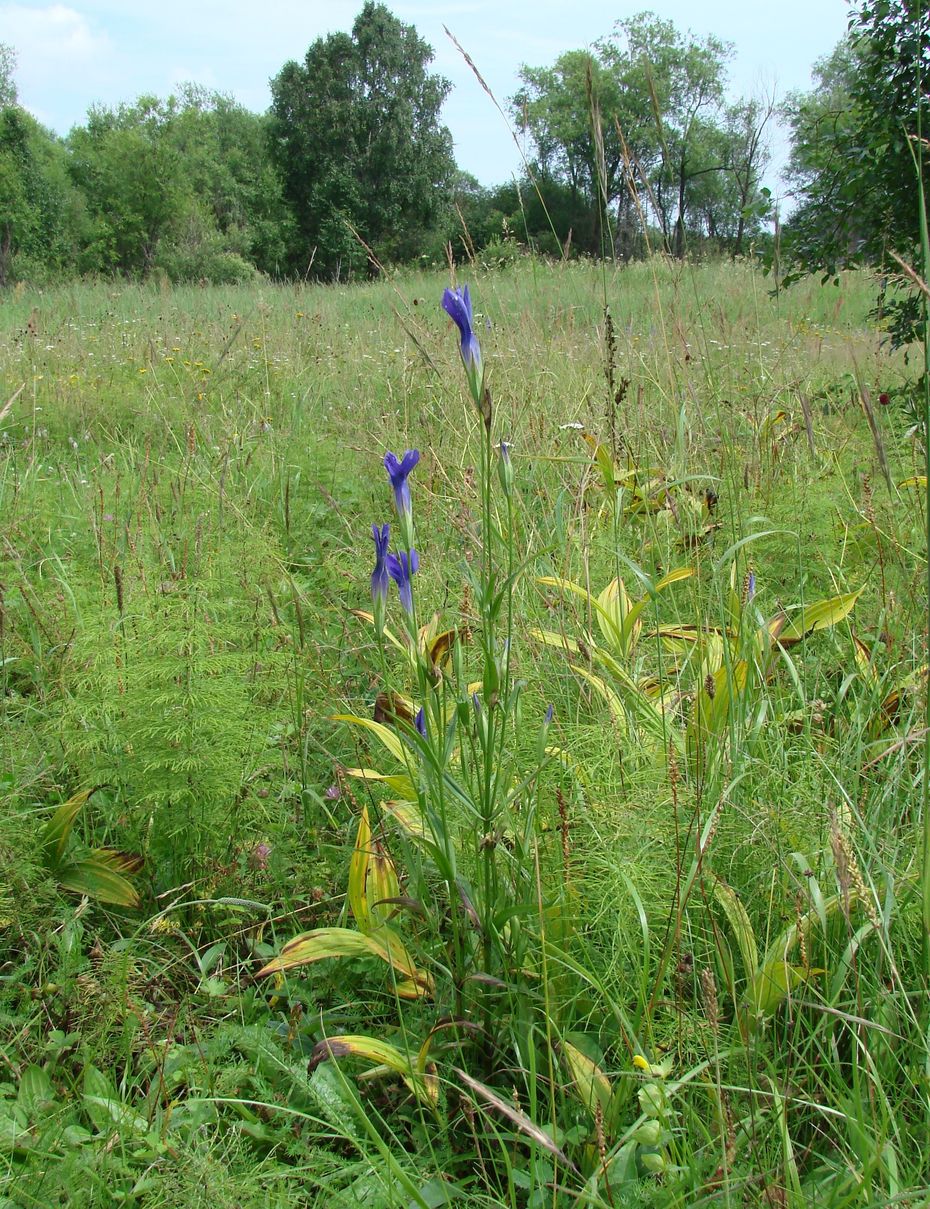 Изображение особи Gentianopsis barbata.